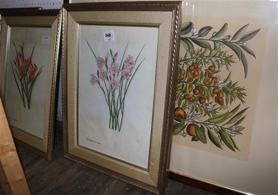 Pair of large botanical prints and a set of 4 smaller botanical prints (6)